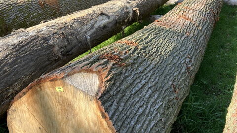 Spitzenangebot für diese Eiche aus dem Staatswald Weilmünster mit 2.187 Euro/Fm