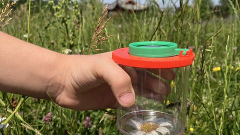 Becherlupe im Einsatz