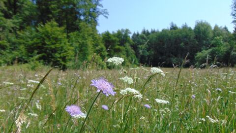 Waldwiesen haben auch einen Landschaftsästhetischen Wert Nahaufnahme Wiese