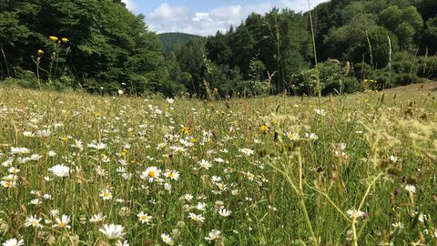 Blühende Waldwiese Wiese im Wald