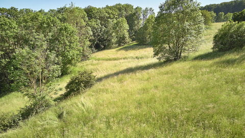 Zeugen der menschlichen Sesshaftwerdung: Waldwiesen sind meist kulturhistorischen Ursprungs und dienten als frühe Arbeits- und Wohnorte Zeugen der menschlichen Sesshaftwerdung: Waldwiesen sind meist kulturhistorischen Ursprungs und dienten als frühe Arbeits- und Wohnorte