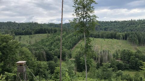 Wald im Forstamt Rotenburg Wald im Forstamt Rotenburg
