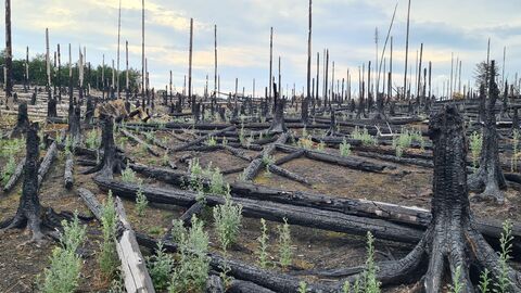 Krautige Pflanzen auf der Waldbrandfläche