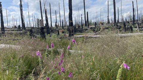 Krautige Pflanzen auf der Waldbrandfläche