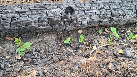 Pionierbaumarten auf der Waldbrandfläche