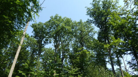 Ein Blick in die Kronen kann Leben retten Buchenwald