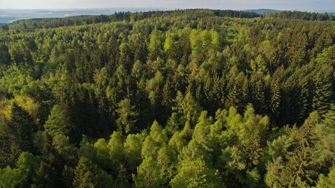 Mischwald in Hessen, Luftaufnahme