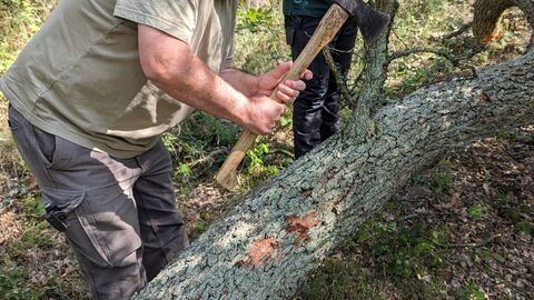 Begutachtung einer Eiche