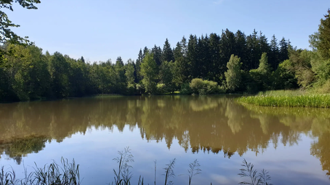 Mehlbacher Teich im Forstamt Romrod  Mehlbacher Teich im Forstamt Romrod