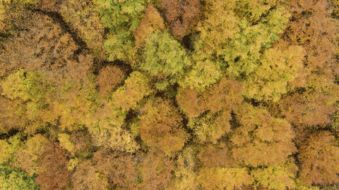 Der Wald im Herbst Luftbild eines Herbstwaldes