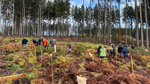 Tatkräftiger Einsatz beim Bepflanzen einer Kalamitätsfläche im Forstamt Königstein.