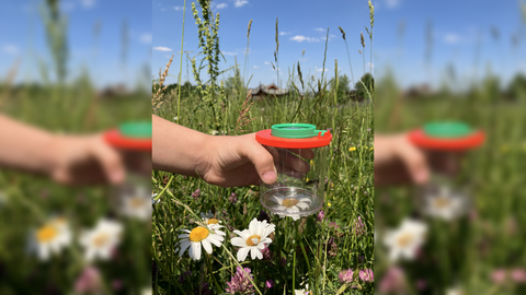 Forest meadows are exciting areas for experiencing and learning about nature A child's hand holds a magnifying glas over a flower