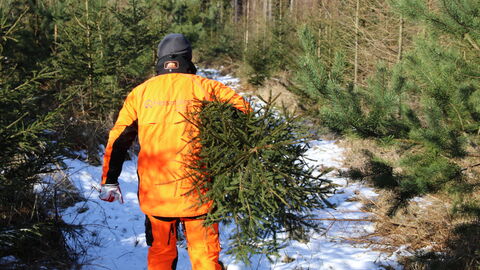 Weihnachtsbaumeinschlag Weihnachtsbaumeinschlag