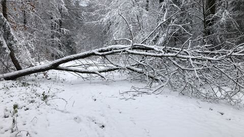 Schneebruch im Wald. Nicht alle Waldwege sind derzeit passierbar. Schneebruch im Wald. Nicht alle Waldwege sind derzeit passierbar.