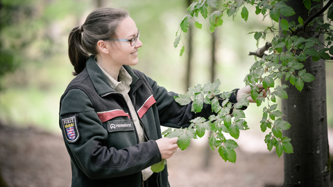 Our aim is ti maintain and develop the forest as a diverse ecosystem A HessenForst forester inspects a tree