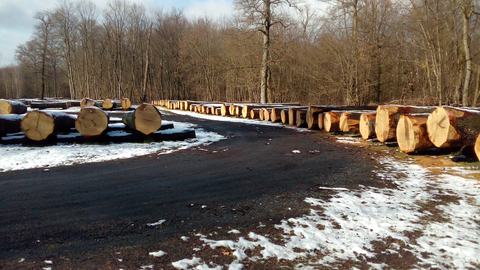 Wertvoller Rohstoff Holz Eichen auf dem Submissionsplatz mit Schnee