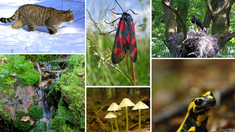 Maintaining and promoting biodiversity Collage of various species