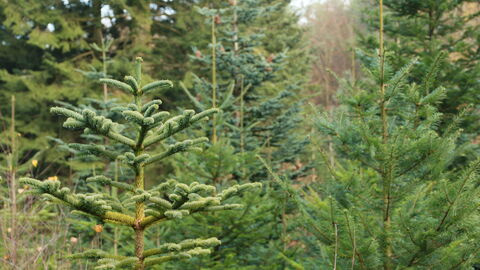 Weihnachtsbaumkultur