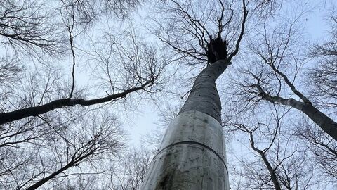 Blick von unten auf den Horst