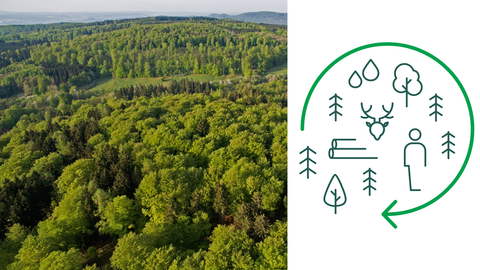 multitalented forest Areal view of woodland and graphics on forest deliverables