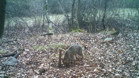 Wildkatzen-Monitoring im freiwilligen Dienst