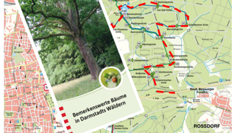 Broschüre Bemerkenswerte Bäume in Darmstadts Wäldern Broschüre Bemerkenswerte Bäume in Darmstadts Wäldern