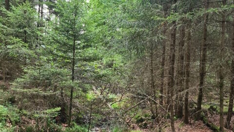 Die Fichte hat einen ausdunkelnden Effekt auf die Bachlaufvegetation und trägt durch ihre schlecht zersetzbare Streu zur Versauerung des Fließgewässers bei und zur Bildung von Faulschlamm.