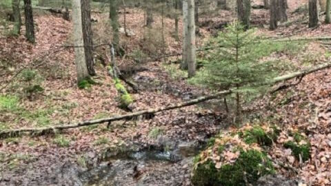 : Durch Erosion und Eintrag von Fremdmaterial wird die Fließgeschwindigkeit des Baches verringert und trägt somit zur Sauerstoffarmut im Gewässer bei, zum Nachteil der im Wasser lebenden Kleinstlebewesen wie den Strudelwürmern und dem Bachflohkrebs. Die Anreicherung des Faulschlammes ist in manchen Teilabschnitten besonders ausgeprägt