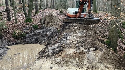 Durch das ausbaggern der Verriegelungen und Verlandungsbereichen entsteht ein Bachbett aus Sand und Steinen, ein zukünftig attraktiver Laichplatz für die Bachforelle. Das Einbringen der Erle und Flatterulme im Frühjahr soll weitere Erosion verhindern und durch ihr gut zersetzbares Laub die Bildung von Faulschlamm verhindern.