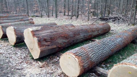 Eichenstämme liegen nebeneinander aufgereiht auf dem Submissionsplatz