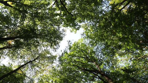 Produzieren Sauerstoff, speichern Kohlenstoff, bieten Lebensraum: Bäume sind echte „Vielkönner“ Produzieren Sauerstoff, speichern Kohlenstoff, bieten Lebensraum: Bäume sind echte „Vielkönner“