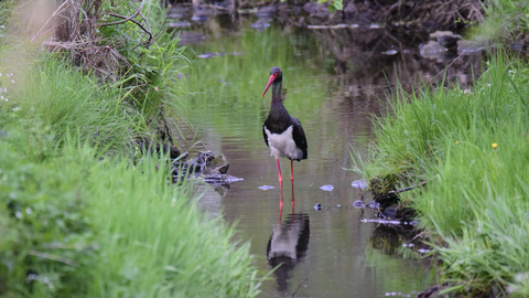 Circa 50 Brutpaare des seltenen Schwarzstorchs leben im hessischen Wald Schwarzstroch steht in einem Bach