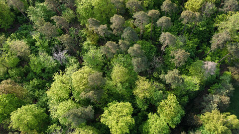 Mischwald Baumkronen eines Mischwaldes von oben