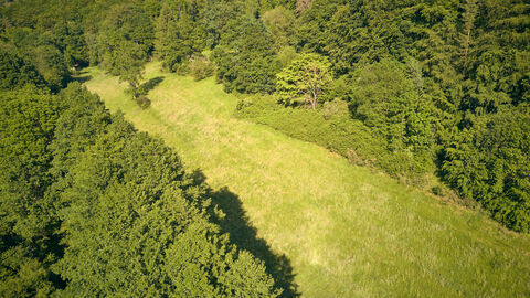 Waldwiese Luftbild einer sommerlichen Waldwiese