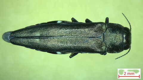 Zweipunktiger Eichenprachtkäfer