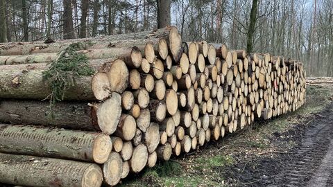 Ein Holzpolter am Rand eines Forstwegs