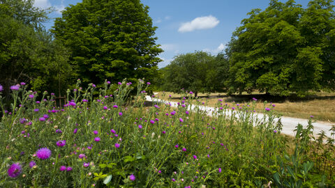 Arboretum Main-Taunus Blaue Blumen vor Solitärbäumen bei blauem Himmel.