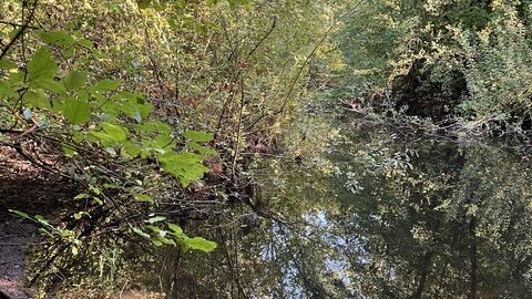 Teich mit Sträuchern und überhängender Vegetation