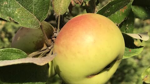 Reifer gelb-roter Apfel am Ast mit Blättern