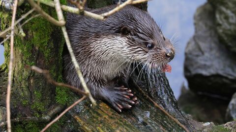 Otternachwuchs Otternachwuchs