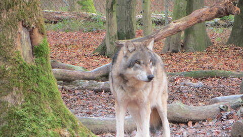 Ein Wolf steht im herbstlichen Wald.