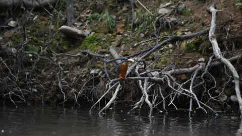Eisvogel auf der Ansitzwarte mit Kleinfisch