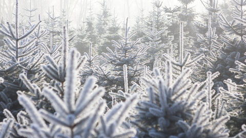 Weihnachtsbäume Weihnachtsbäume