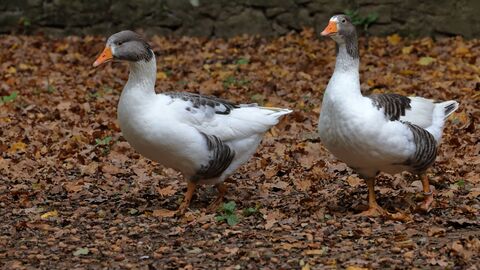 Zwei Leinegänse Zwei Leinegänse