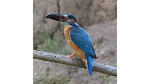Eisvogel mit Kleinfisch im Schnabel im Gebiet des Forstamts Hofbieber