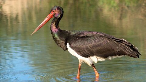 Der Schwarzstorch ist scheu und störungsanfällig. Der Schwarzstorch ist scheu und störungsanfällig.
