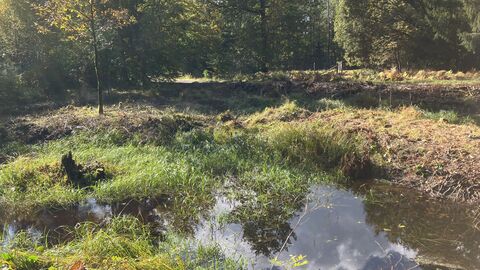 Teich im Forstamt Fulda Teich im Forstamt Fulda