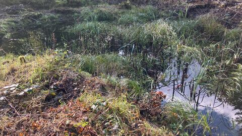 Der Verlandungsprozess ist deutlich sichtbar, daher muss ausgebaggert werden. Der Verlandungsprozess ist deutlich sichtbar, daher muss ausgebaggert werden.