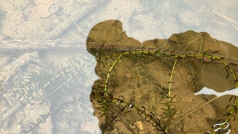 Die Schmalblättrige Wasserpest bedroht die Artenvielfalt und soll beseitigt werden. Die Schmalblättrige Wasserpest bedroht die Artenvielfalt und soll beseitigt werden.