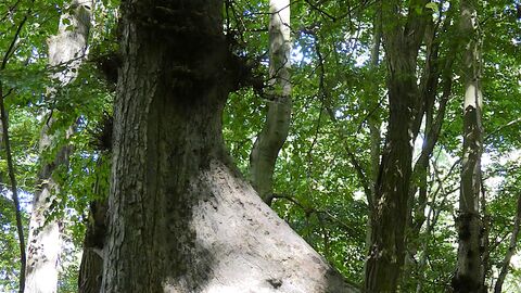 Die Flatterulme weist als einzige europäische Art sehr regelmäßig kräftig entwickelte Brettwurzeln auf. Diese errinern an Baumarten der Tropenwälder. Durch die Ausprägung von Brettwurzeln wird die Standfestigkeit verbessert.  Flatterulme mit einer Brettwurzel